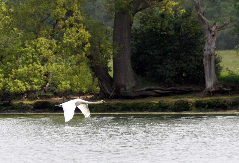 flyingswan.jpg